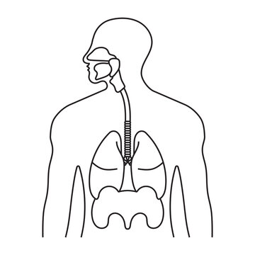 recommend clip art: Human respiratory system or respiratory tract line art vector icon for apps and websites