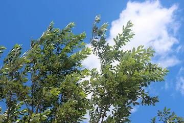 하늘과 나무 잎