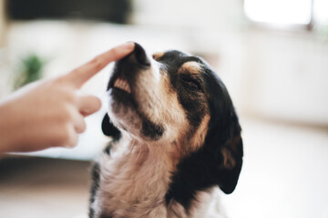 Unrecognizable woman hand playing with the nose of a cute dog