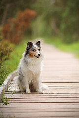 Sheltie sitzt auf Holzsteg im Wald