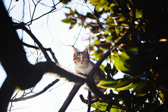 Cat perching on tree branch and looking at the camera with funny eye