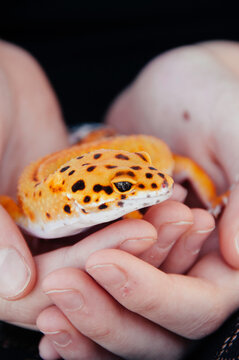 Leopard Gecko