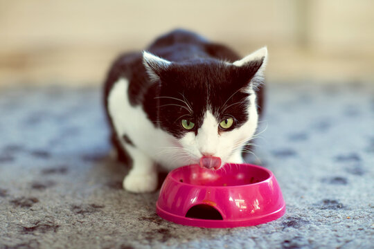 Cat eating meal and licking his mouth while looking at camera