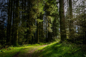 Walking path in the sunny forest (wood)