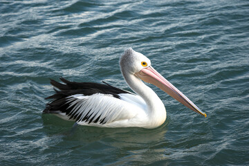 Fototapeta na wymiar Australian Pelican (Pelecanus conspicillatus) on water.