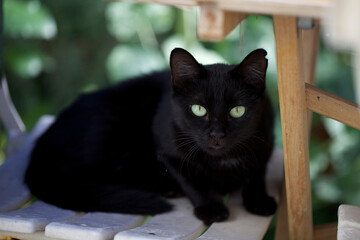 Black cat with green eyes looking straight at the camera