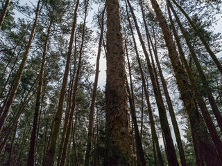 Fototapeta na wymiar Pine forest tree