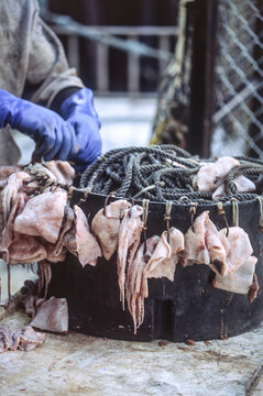 Commercial fisherman baiting longline hooks with squid