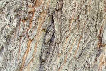 The textured surface of the bark of the old perennial deciduous tree