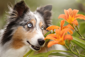 Sheltie neben LIlien