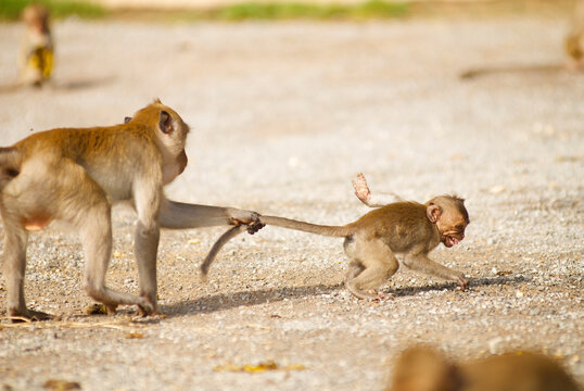 Monkey Tail Pull