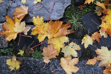 autumn leaves on the ground
