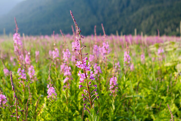Field of blooming fireweed