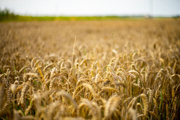 Ripe cereal field in summer, ready to be harvested. Major source of food.
