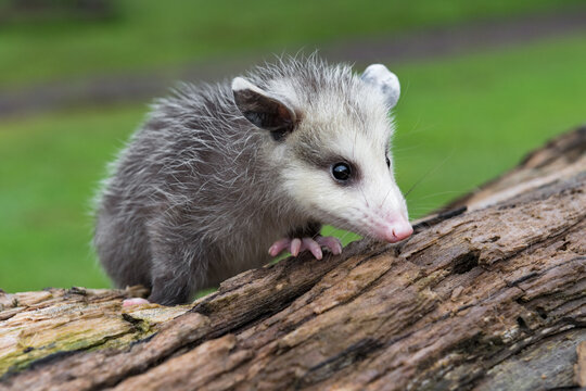 Opossum Joey (Didelphimorphia) Alone on Log Turns Right Summer