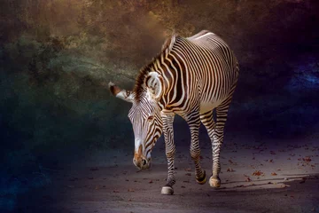 Fotobehang Een zebra die loopt met een verlaagd hoofd © Ralph Lear