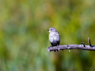 Yellow Rumped Warblerin Eleven Mile Canyon