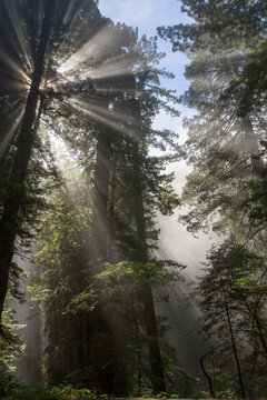 Fototapeta Sunlight breaking through fog in the Redwood forest
