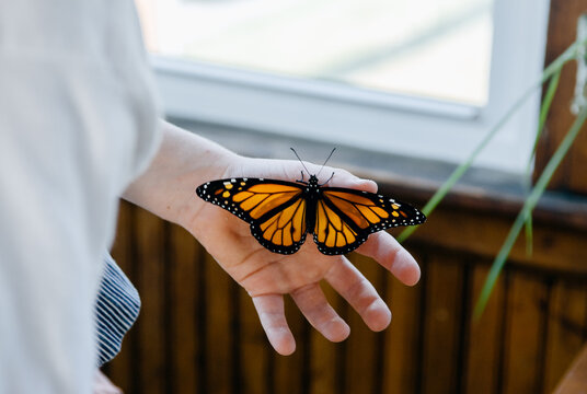 Child holds a monarch butterfly in his hand