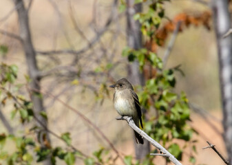 Western Wood-Peewee in Eleven Mile Canyon