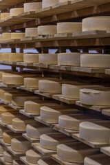 Cheese heads on wooden shelves in a cheese dairy storage. Close-up. Vertical.