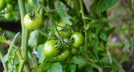 green tomatoes in the garden