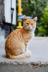 red cat sitting on the steps posing for the camera, beautiful fluffy kitten sitting on the porch,...