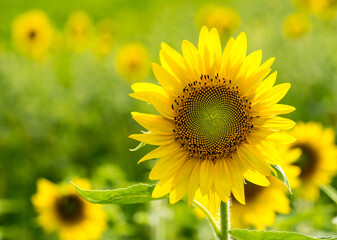 Fototapeta premium field of sunflowers