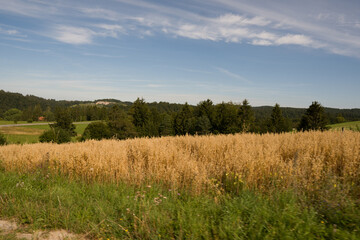 Fototapeta premium field of wheat
