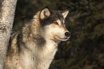 Naklejka na ściany i meble Grey Wolf (Canis lupus) Stares Right By Tree Trunk Winter