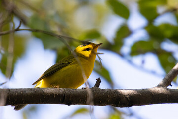 Naklejka premium Yellow Warbler in Eleven Mile Canyon