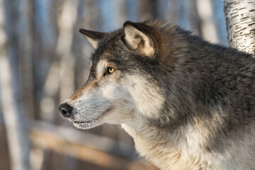 Grey Wolf (Canis lupus) Stares Intensely Left Winter