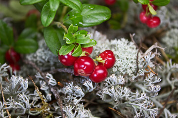 cranberry berries