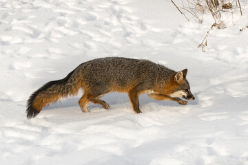 Grey Fox (Urocyon cinereoargenteus) Trots Right Through Snow Winter