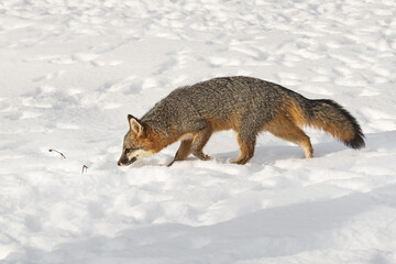 Grey Fox (Urocyon cinereoargenteus) Head Down Sniffing Left Through Snow Winter