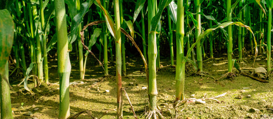 grünes maisfeld im sommer, etragreiche landwirtschaft oder agrikultur für bauern und landwirte,...