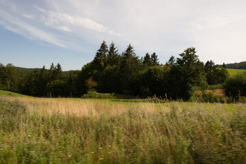 forest in the mountains