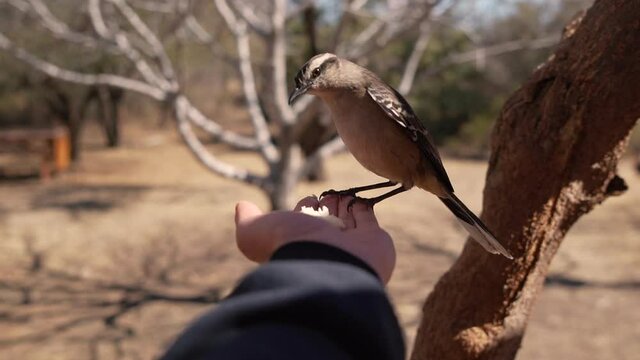 Bird eats in hand. Man feeding birds on hand. Fly flight wings. Close-up. 120 slow-motion. Mimus saturninus bird eats in hand