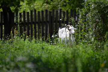 white goat on the grass