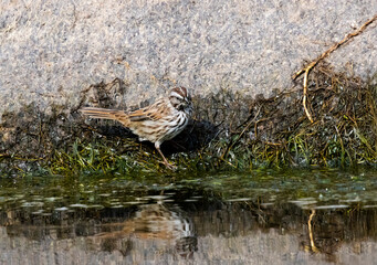 Song Sparrow in Eleven Mile Canyon