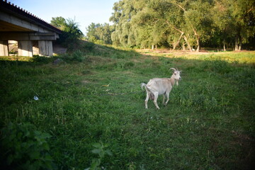 Obraz premium domestic goat on the green grass
