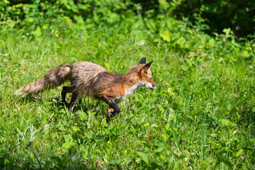 Red Fox (Vulpes vulpes) Steps Right in Grass Alert Summer