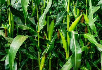 grünes maisfeld im sommer, etragreiche landwirtschaft oder agrikultur für bauern und landwirte,...