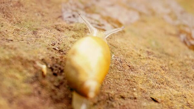 Garden snail crawls away leaving behind a mucus trail.