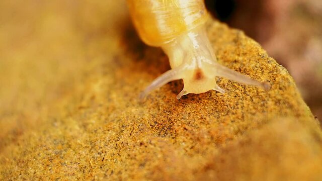 Front view of a garden snail crawling.  Four head tentacles, the dark cerebral ganglia and shell texture are clearly visible.