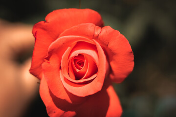 Una mano sujetando una rosa por San Valentín