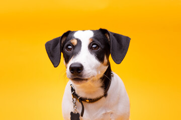 Portraite of adorable, happy puppy of Jack Russell Terrier. Cute smiling dog on bright trendy yellow background. Free space for text.