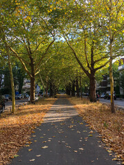 a park pathway covered with autumn leaves and trees