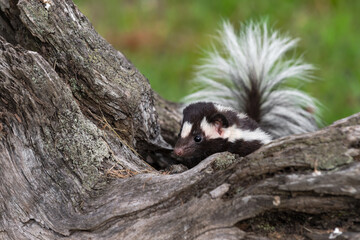 Eastern Spotted Skunk (Spilogale putorius) Peers Over Side of Log Summer