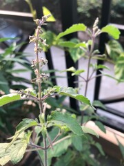 tulsi